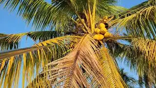 Bẫy Chuột Ph&aacute; Dừa  | Coconut Rat Trap &ndash; Smart Trick to Protect Your Coconut Garden