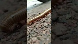 #millipede(subscribe) #centipede #earwig#shorts #animals #youtubeshorts #trending #viral