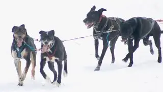 Sled Dog Race at Winter Festival in Saskatchewan, Canada. 🇨🇦 🍁 ❄️ 🏔  #dog #race #sports #viralvideo