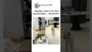 ele não perdeu tempo 😂😂😂 #shorts #pet #petshorts #petengraçado #engraçado #funny #dog