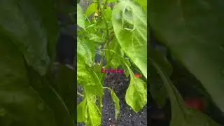 Growing food at home #homestead #garden #urbanfarming #food #growfoodathome