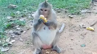 OMG Look at adorable Monkey sitting and eating bananas