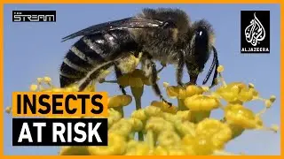 🦋 What will it take to save the world's insects? | The Stream