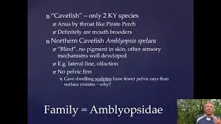 Ichthyology Lecture 24 - KY Families - Cavefish