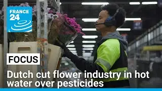 Dutch cut flower industry in hot water over pesticides • FRANCE 24 English