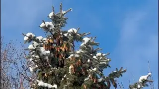 Очередной арктический фронт в Новой Англии ~ Зимняя красота Кейп-Кода ~ Коварный шторм на юге США...