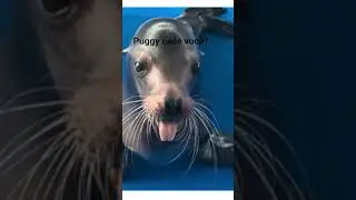 @Puggy-33