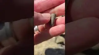 #crinoid #michigan #fossil #fossilhunting #sealily #rockhounding #devonian #adventure #nature #cool
