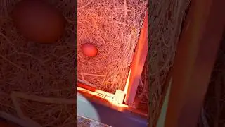 Three eggs before lunch! #garden #gardening #farmfresheggs #chickenegg #organic #organicgardening