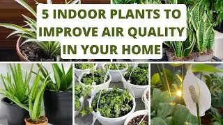 5 Indoor Plants to Improve Air Quality in Your Home