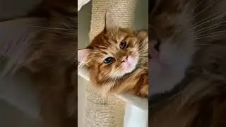 Odd eyed cat