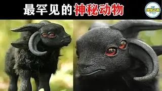 四角四眼似外星生命！10种极其罕见的神秘动物，你认识其中几个？丨地球之最#冷知识 #排名 #世界之最#动物#动物世界#神秘生物#罕见生物#奇异动物#世界之最top#出类拔萃#top10