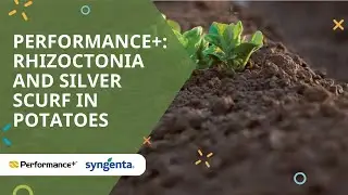 Performance+: Rhizoctonia and Silver Scurf in potatoes