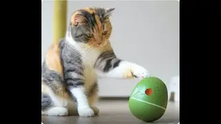 Wicked Egg: The Automatic Interactive Pet Toy That Responds To Your Commands! #shorts