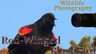 #Red_winged #Blackbird   #Wildlife Photography: How to Take Great Pictures of #Animals and #birds