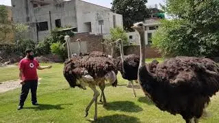 Ostrich pairs at birdsplanet dot pk