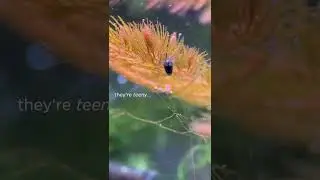 Tiny Shrimp: A World Within a World