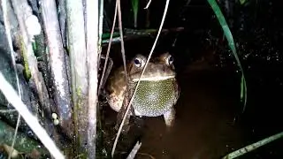 Frogs and Toads, Uganda's night sounds- Richard Kaahwa Photography
