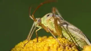 Kleines ganz gro&szlig; 75. Teil - Mauerfuchs, Schmeissfliege, Mandarinente & Co.