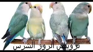 كيفية ترويض روز شرس وتجعله اليف