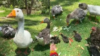 🪿#petshorts #birdshorts #adorablepets #petgoose #petchickens #babychicks #animalshorts