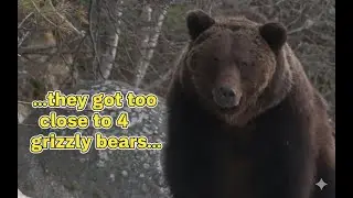 Scary Bear Attacks: These Photographers Got Too Close To 4 Grizzly Bears