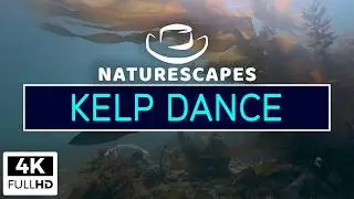 Dancing Kelp Ambience 🌿30 MIN of 4K Relaxing Ocean Sounds & Fish