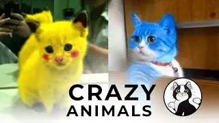 Cats Reaction to Cutting Cake 🤣 l Funny Pets Cake Reaction Funny 😼 # 22  Viral Cat