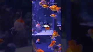 Top 5 Hilarious Goldfish Facts You Won't Believe 🐠🐠 #youtubeshorts #shorts #facts #intrestingfacts