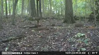 Chunk the Groundhog is on the move