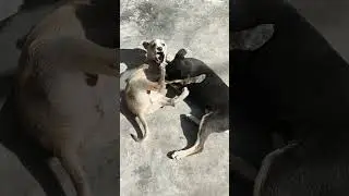 #puppy #love #street #vibes #always #happy #universe #connection #uttarakhand #roorkee