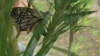Monarch butterfly life cycle: A detailed guide with narration | #butterfly #monarchbutterflies