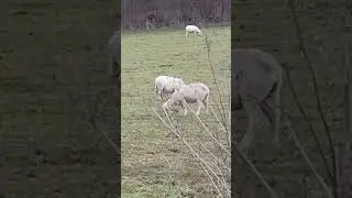 They are beautiful animals 💕💕