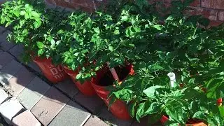 2015 Super Hot Peppers Growing Season - Ep. 15: Mice Ate All My Fruits
