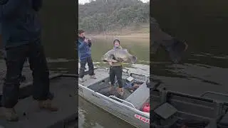 Ikan Murray cod raksasa! #petualanganpedalamanaustralia #luarruangan #memancing #ikan #murraycod ...