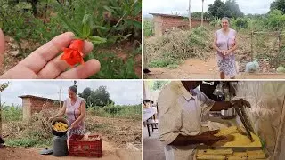 COMO FICOU O TERRENO APÓS A LIMPEZA, APROVEITEI O RESTANTE DO MILHO E FIZ MASSA DE CUSCUZ 