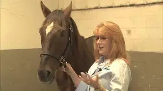 Secretariat's Son