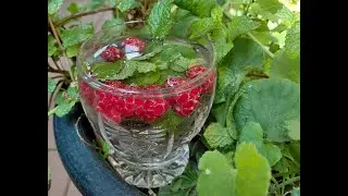 A Gentle Breath Practice to Calm the Nervous System | Raspberry Mornings #2