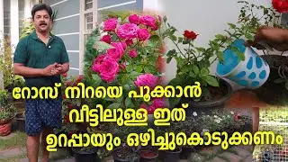 റോസ് നിറയെ പൂക്കാൻ വീട്ടിലുള്ള ഇത് ഉറപ്പായും ഒഴിച്ച് കൊടുക്കണം | Rose Flowering Tips