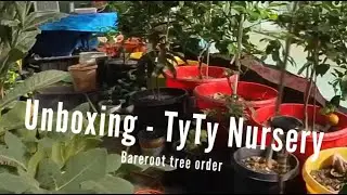Bare root tree unboxing - From TyTy plant Nursery