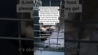 RESCUE OF: Homeless family living in laundry basket