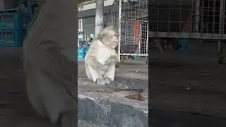 Monkey in Thailand - like Grandpa Macaque - old & wise lol 555 #shorts #monkey #macaque #thailand