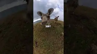 Я нашёл ДИКОГО КЕНГУРУ в Австралии! #шорты