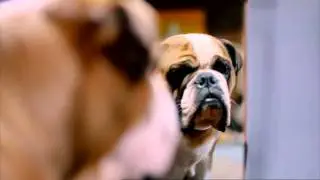 4 Creative Crufts Commercial
