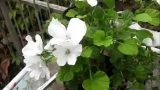 Королевская пеларгония  Уход и черенкование осенью
