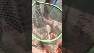 Catching no fish in Fort Kochi&rsquo;s Chinese fishing nets #shorts