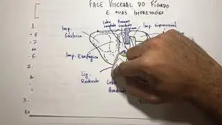 Fígado - Ligamentos - Anatomia em 3 min