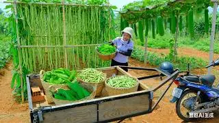 My bumper harvest for Lunar New Year 2026 with a wide variety of vegetables, fruits, and more