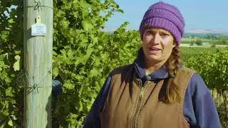 Seven Hills Vineyard