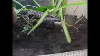 Zwergklapperschlange (Sistrurus miliarius barbouri) beim Fressen